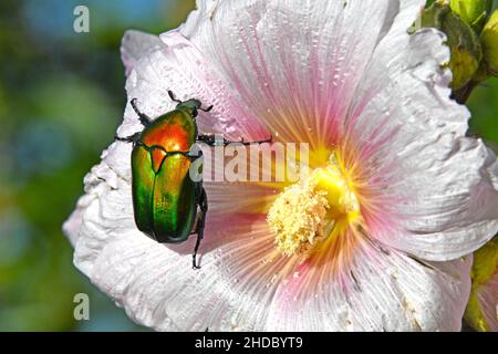European flower beetle, Protaetia cuprea Stock Photo
