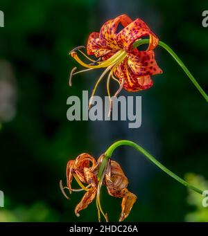 Large orange Tiger Lily flower, growing in the mountain of North Carolina Stock Photo