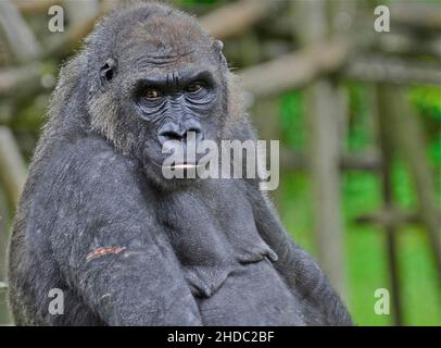 Portrait of a female gorilla with wound on the upper arm, Zoo, Munich, Germany, Europe Stock Photo