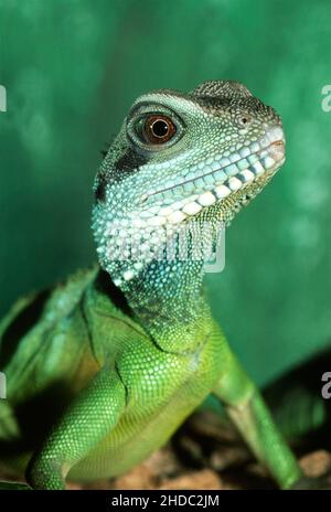 Green water dragon (Physignathus cocincinus) Portrait of agama in terrarium, North Rhine-Westphaliaf, Germany Stock Photo