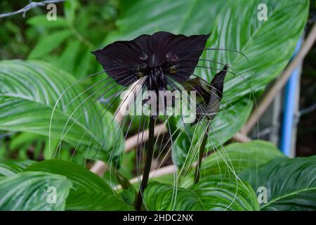 Great bat flower on Phuket Stock Photo