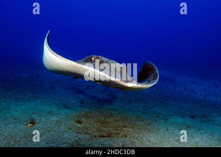 Roughtail stingray (Dasyatis centroura) swimming towards viewer, Eastern Atlantic, Tenerife, Canary Islands, Spain Stock Photo