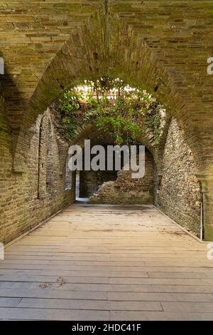 An Abandoned empty old dark underground vaulted cellar with trees growing form the roof Stock Photo