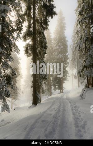 Winter mountain forest in the fog, Toreck, Riezlern, Kleinwalsertal, Vorarlberg, Austria Stock Photo