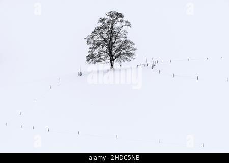Single tree in winter landscape, Ronsberg, Ostallgaeu, Bavaria, Germany Stock Photo