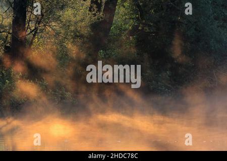 Sun shining through fog, Zielfinger Lakes, Upper Danube nature Park, Baden-Wuerttemberg, Germany Stock Photo