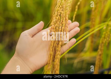 Ripe ears of rice in a woman's hand. Products from rice concept. Rice flakes, flour, drink, rice sake vodka Stock Photo