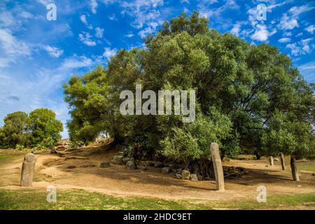 Menhir statues in the plain in front of a 1200 year old olive tree, Filitosa archaeological site, Corsica, Filitosa, Corsica, France, Europe Stock Photo