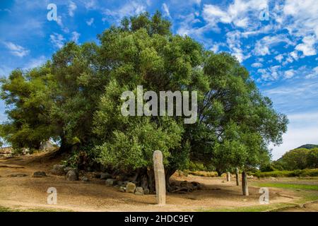 Menhir statues in the plain in front of a 1200 year old olive tree, Filitosa archaeological site, Corsica, Filitosa, Corsica, France, Europe Stock Photo