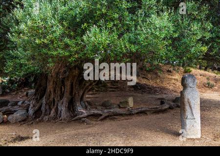 Menhir statues in the plain in front of a 1200 year old olive tree, Filitosa archaeological site, Corsica, Filitosa, Corsica, France, Europe Stock Photo