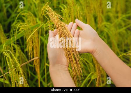 Ripe ears of rice in a woman's hand. Products from rice concept. Rice flakes, flour, drink, rice sake vodka Stock Photo