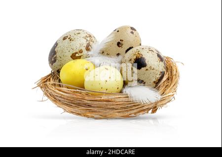 Quail Easter eggs in a nest isolated on white background. Stock Photo