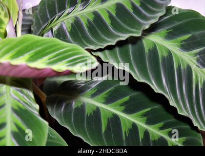 Jungle velvet calathea (Goeppertia Warscewiczii) houseplant. Close up of two-toned leaves with purple undersides. Stock Photo