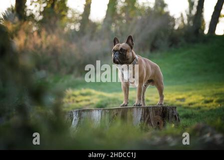 French bulldog in the grass stands on a log. Beefy-looking dog with muscular build. Portrait of a dog Stock Photo