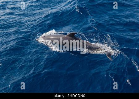 Griechenland, Kyklapen, schwimmende Delfine, Stock Photo