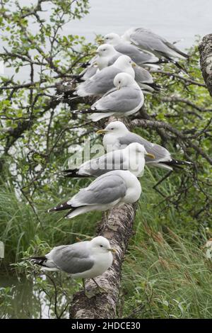 Sturmmöwen im Baum, Larus canus / Common Gulls on tree, Larus canus Stock Photo