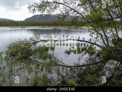 Möwenbaum am Prestvannet, Larus canus / Gull tree at lake Prestvannet Stock Photo