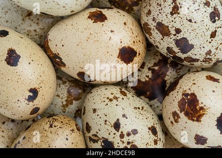 Brown quail eggs background. Top view, close up Stock Photo