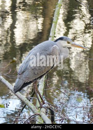 Graureiher, Ardea cinerea / Grey Heron, Ardea cinera Stock Photo