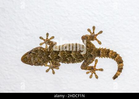 Gecko an der Hauswand / Gecko on house wall Stock Photo