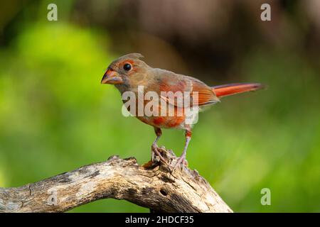 Northern cardinal; Cardinalis cardinalis; juvenile, summer; Block Creek Natural Area; Texas; Hill Country Stock Photo