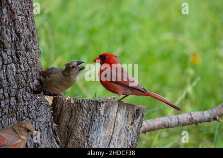 Northern cardinal; Cardinalis cardinalis; Adult male, feeding juvenile, summer; Block Creek Natural Area; Texas; Hill Country Stock Photo