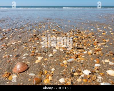 Muschelschalen am Strand bei Huelva / shells on beach near Huelva Stock Photo
