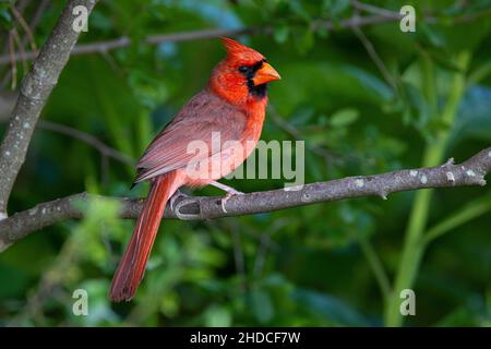 Northern cardinal; Cardinalis cardinalis; adult male, summer; Block Creek Natural Area; Texas; Hill Country Stock Photo