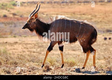 Afrika, Suedafrika, Tiere, Tiere, Nyala, Afrikanische Antilope, (Tragelaphus angasii), Stock Photo
