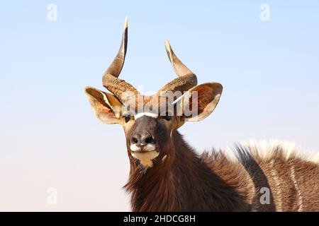 Afrika, Suedafrika, Tiere, Tiere, Nyala, Afrikanische Antilope, (Tragelaphus angasii), Stock Photo