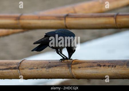 Closeup shot of a beautiful crow standing on a wooden fence Stock Photo