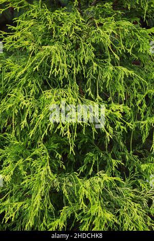 Chamaecyparis pisifera 'Filifera' - False Cypress tree. Stock Photo