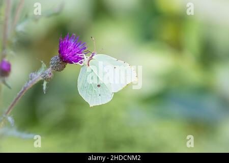 Brimstone butterfly sits on thistle, (Gonepteryx ghamni),, Zitronenfalter sitzt auf Distel