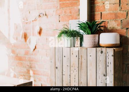 Fresh green home plants in pots and essential oils diffuser on the brick wall background in a modern eco friendly minimalist interior. Selective focus Stock Photo
