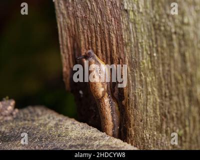 Dusky soil slug (Arion owenii) emerging form a crevice in a garden fence at night, Wiltshire, UK, October. Stock Photo