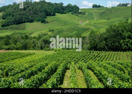 Panoramic view on green hilly vineyards near wine village Chateau-Chalon in region Jura, France Stock Photo