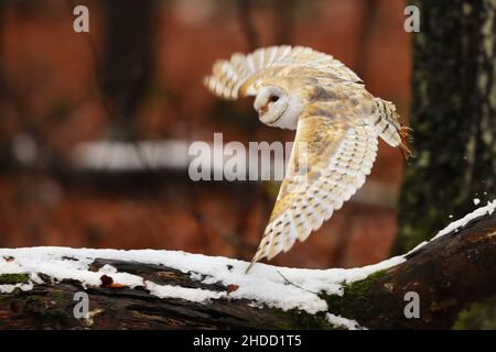 Barn owl flying in beautiful autumn forest at the evening. Wildlife scene from nature. Tyto alba Stock Photo