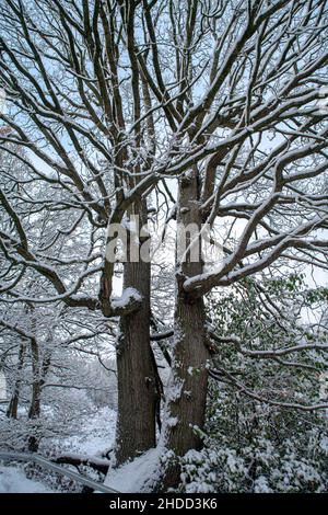 Closeup of a leafless tree covered in snow during winter season Stock Photo