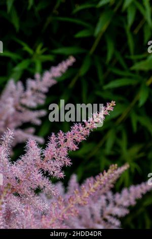Pink small astilba flowers close-up. Delicate pink background blurred. selective focus Stock Photo