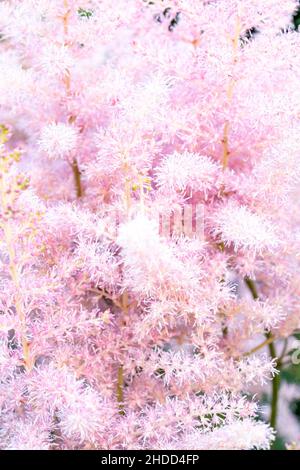 Pink small astilba flowers close-up. Delicate pink background blurred. selective focus Stock Photo
