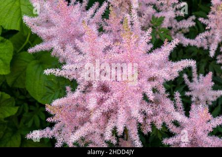 Pink small astilba flowers close-up. Delicate pink background blurred. selective focus Stock Photo