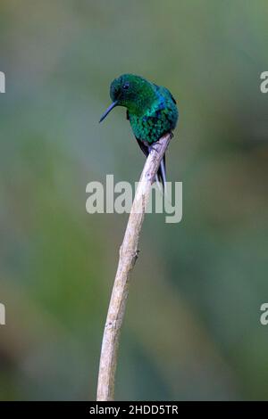 Green thorntail hummingbird; Discosura conversii; Cinchona; Costa Rica; Soda y Miradora Cinchona Stock Photo