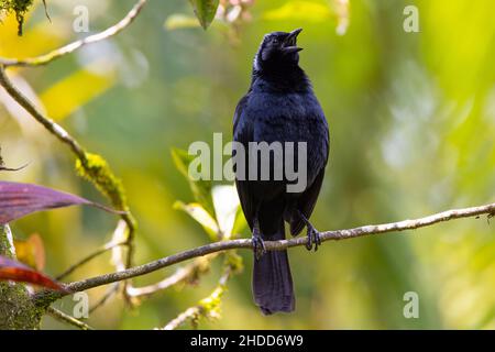 Melodious blackbird; Dives dives; Celeste Hideaway Lodge; Costa Rica; Rainforest; Bijagua; calling Stock Photo