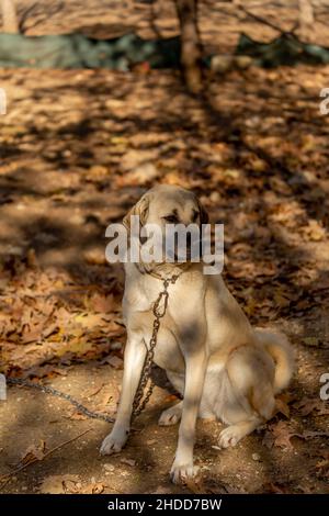 World famous Sivas Kangal dog 15 month old female puppy in Turkey Stock Photo