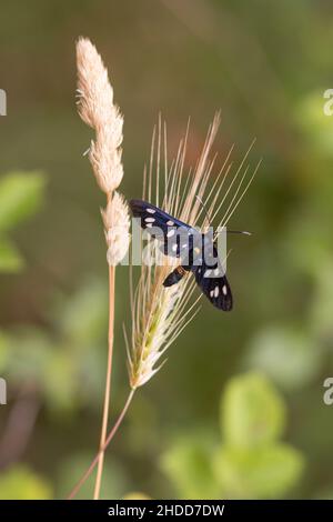 close up of nine-spotted moth or yellow belted burnet butterfly (amata phegea) seen at Mattinata, Gargano National Park, Apulia Italy; biodiversity sa Stock Photo