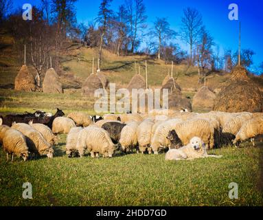 White golden retriever and other dog is guarding many sheeps on the countryside of Romania. Haystacks in Transylvania in autumn. Stock Photo