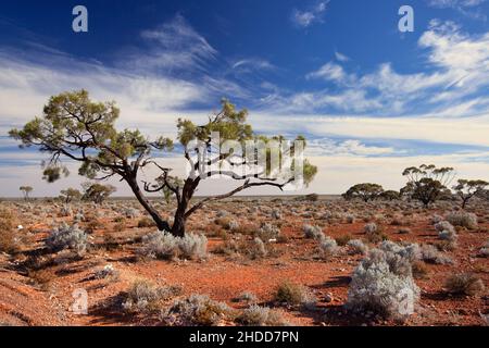 Sunlit Australian outback landscape with trees, shrubs and spinefex growing in subsoil of red stony soil against blue sky with veil clouds Stock Photo