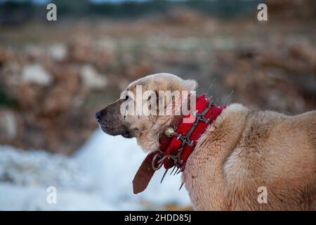 Shepherd dog with protective spikes around his neck Stock Photo - Alamy