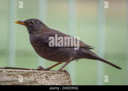 blackbird feeding table