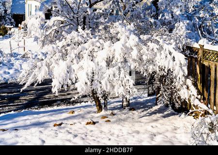 Neighborhood tree covered in snow Stock Photo